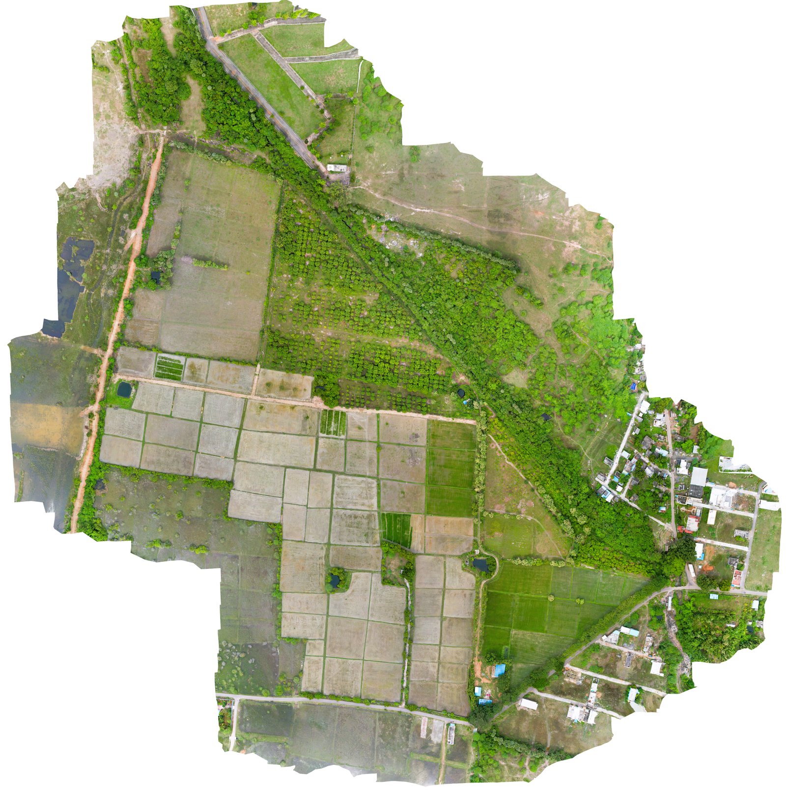 GORIVIMAKULAPALLE ORTHO.jpg